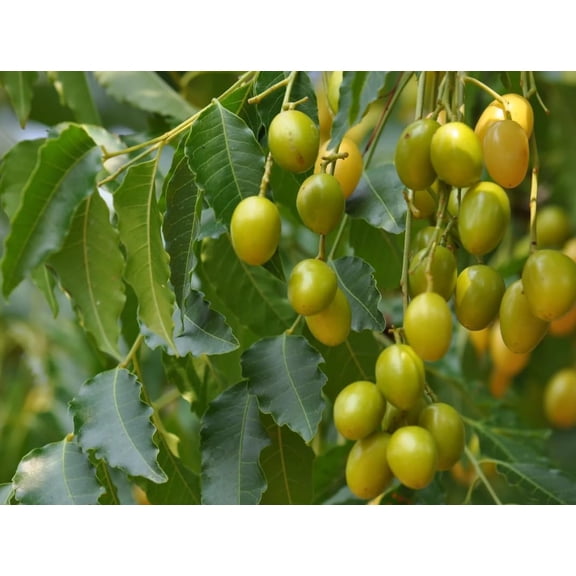 10 Neem Tree Seeds Azadirachta Indica Seeds