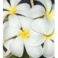 thumbnail image 1 of 10 "Obtusa Isabella" Plumeria Seeds Plants Flower Flowers Perennial Seed P-1, 1 of 12
