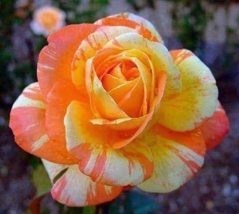 Orange Roses On Riverside 10 Orange & White Rose Seeds – Beautiful Perennial Garden Flower ...