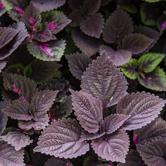 10 PALISANDRA BLACK COLEUS Giant Exhibition Solenostemon Scutellarioides Painted Nettle Blue Flower Seeds