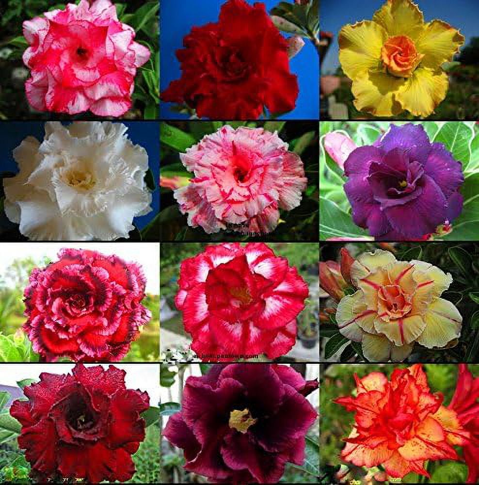 10 PC Desert Rose Seeds Mixed Colors B99, Beautiful Rare Flower Seeds