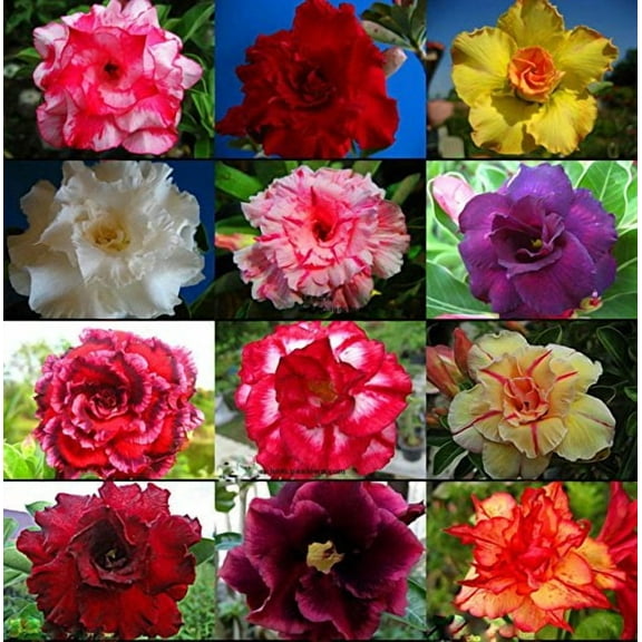 10 PC Desert Rose Seeds Mixed Colors B99, Beautiful Rare Flower Seeds