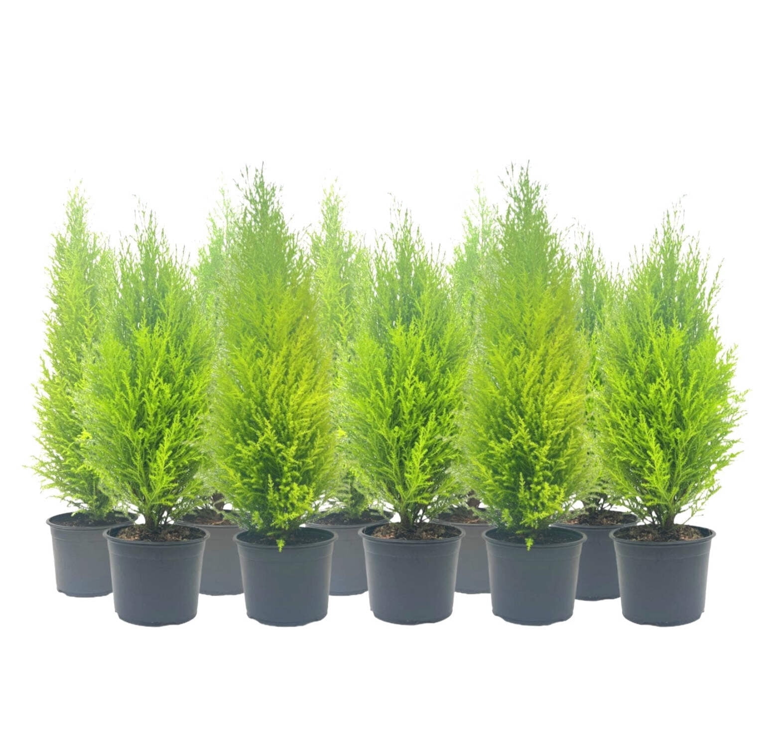 10-PK Live Dwarf Lemon Cypress, Cupressus macrocarpa ‘Goldcrest Wilma,’ Live Indoor Tree, Houseplant, Garden Plant, Fragrant Plant, 6.0-in Pot(s)