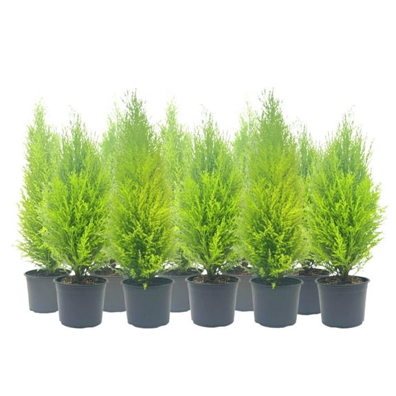 10-PK Live Dwarf Lemon Cypress, Cupressus macrocarpa Goldcrest Wilma, Live Indoor Tree, Houseplant, Garden Plant, Fragrant Plant, 6.0-in Pot(s)
