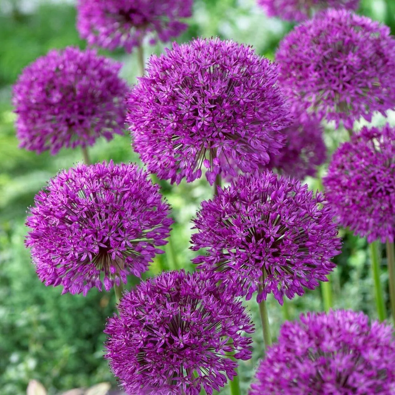 10 PURPLE SENSATION SEEDS (Allium aflatunense) LARGE 46" FLOWERS