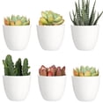 thumbnail image 1 of 10 Pack 3 Inch Mini Plastic Planters Indoor Flower Plant Pots, White Gardening Pot with Drainage for All House Plants - Modern YE391.781, 1 of 4