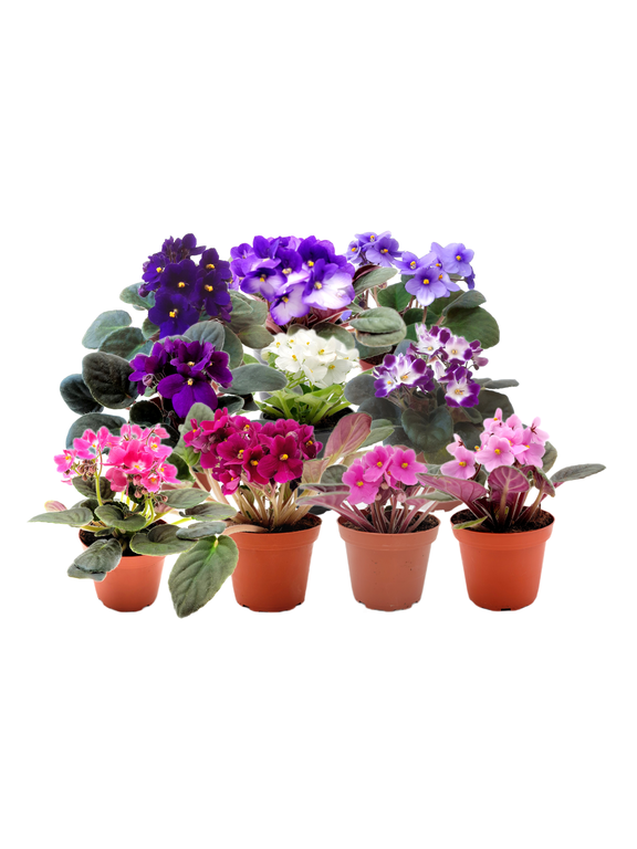 10-Pack of 4 Pot African Violets, Saintpaulia ionantha, from 12 Available Colors, Colors May Vary but All Different, African Violet Live Plant, African violet plants, Plant Gifts, Holiday Gifts