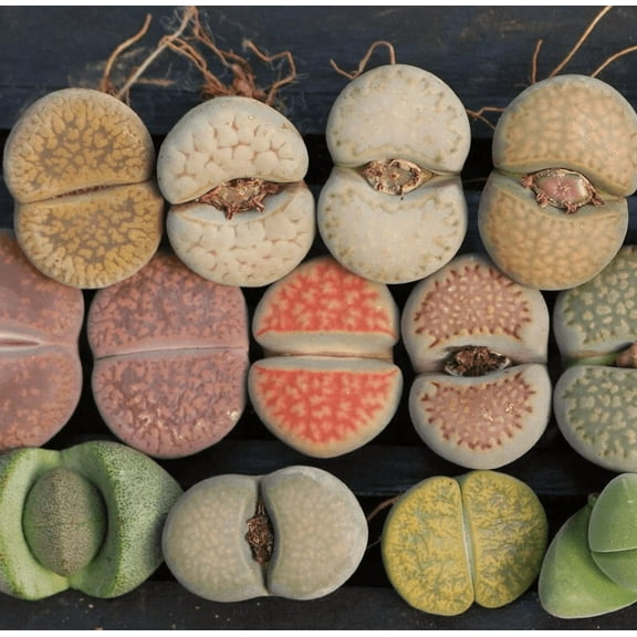 10 Pack Assorted Lithops Live Plants Bonsai Living Stones Flower Succulent Cactus Plants, Pebble Lithops Pseudotruncatella Seedling 0.4-0.6 Inch Tall