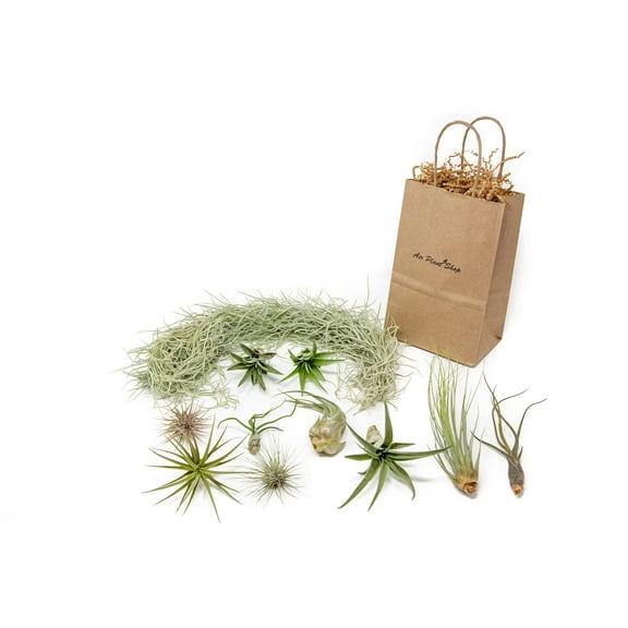 10 Pack Grab Bag Air Plants Gift Wrapped with Spanish Moss - Live Tillandsia - Easy Care House Plant - Succulents - 30 Day Guarantee