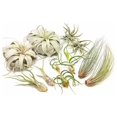 10 Pack of Large Tillandsia Air Plants Xerographica, Juncea, Bulbosa