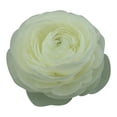 thumbnail image 1 of 10-Pack Multi-Colored Ranunculus Bulbs, Double-Flowered Blooms With 10-20 Long-Lasting Blooms Per Bulb, Easy-To-Grow For Beginners, Ideal For Wedding Bouquets, Table Settings,, 1 of 2