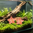 thumbnail image 1 of 10 Pack Resin Star Shape Aquarium Ornament Visible in Dark, Glow Luminous Fish Tank DIY Decorative Stones, Nocturnal Bright Substrate Accent for Betta Shrimp Tank Aquascaping Night Scenery, 1 of 7