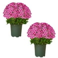 thumbnail image 1 of 10 Pack Sunset Chrysanthemum Artificial Flowers, Silk Fake Flowers for Porch, Garden Decor, No Maintenance Outdoor Indoor Artificial Plants with Bendable Stems, 1 of 8