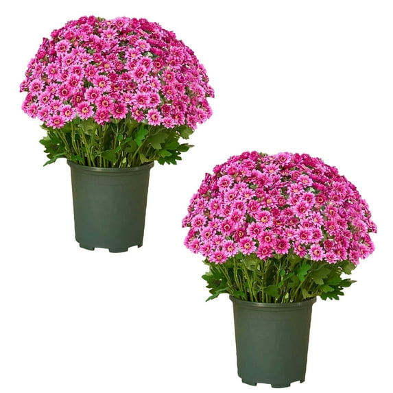 10 Pack Sunset Chrysanthemum Artificial Flowers, Silk Fake Flowers for Porch, Garden Decor, No Maintenance Outdoor Indoor Artificial Plants with Bendable Stems