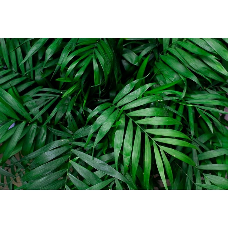 yucca cane plant Yucca Cane for Sale main image 1