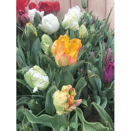 10 Parrot Mix Tulip Bulbs - Tulipa Parrot