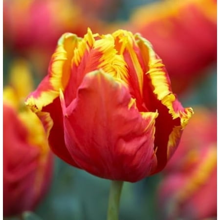 10 Parrot Tulip Bulbs for Planting - Easy to Grow Perennial Tulips (Bright Parrot)