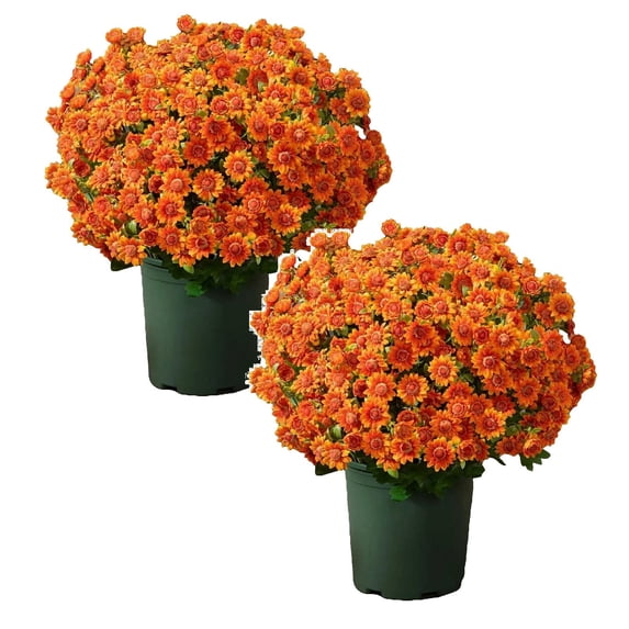 10 Pcs Artificial Sunset Mums, Artificial Outdoor Sunset Mums Flowers, Artificial Fall Flowers Fake Flowers Outdoor Artificial Plants for Porch Patio Home Yard Garden Window Box Pot Planters