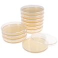 thumbnail image 1 of Nutrient Agar Plate Tissue Culture Petri Dishes with Lids Child 10 Pcs Portable Tool Sunflower Lecithin, 1 of 5