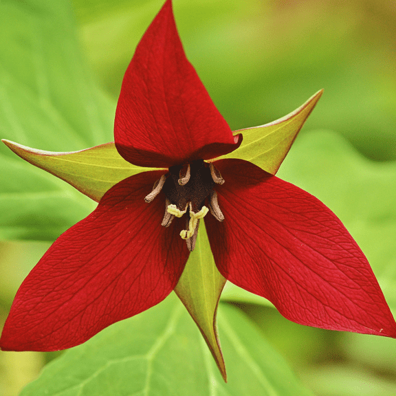 10 Pcs of Dormant Red Trillium Bulbs, Wood Lily Perennial Bare Root Live Plant, Trillium Erectum