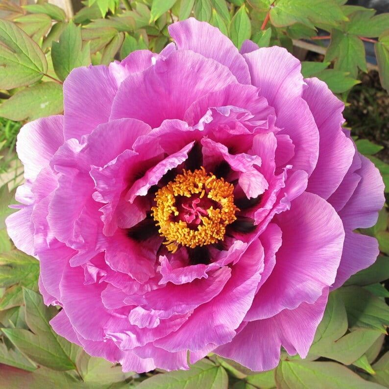 10 Peony Seeds Pink Chojuraku Tree Peony Flower Seeds Paeonia Butterflies Open-Pollinated Heirloom