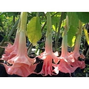 Perfect Pink Angel Trumpet Seeds 10 Pack   Brugmansia Flower Seeds for Planting Outdoors, Fragrant Pink Tropical Blooms for Pots, Patios & Cottage Gardens