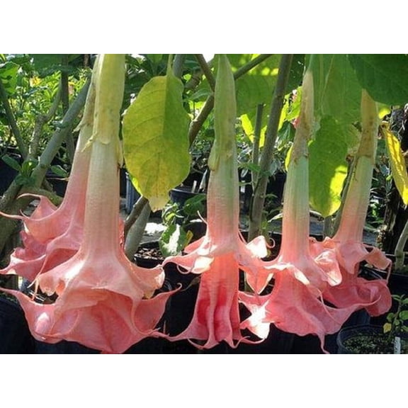 Perfect Pink Angel Trumpet Seeds (10 Pack) Brugmansia Flower Seeds for Planting Outdoors, Fragrant Pink Tropical Blooms for Pots, Patios & Cottage Gardens