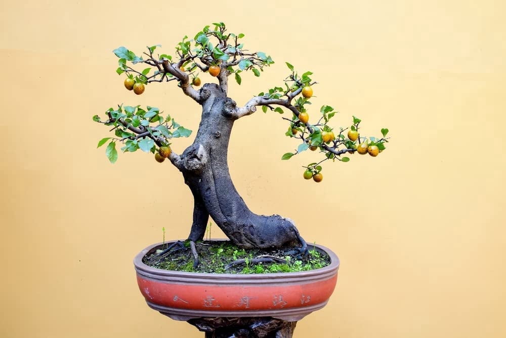 bonsai tree pine Artificial Pine Bonsai Tree 6ft Tall – Faux Natural: Best Realistic  Artificial Trees for Commercial Indoor Outdoor Use main image 0