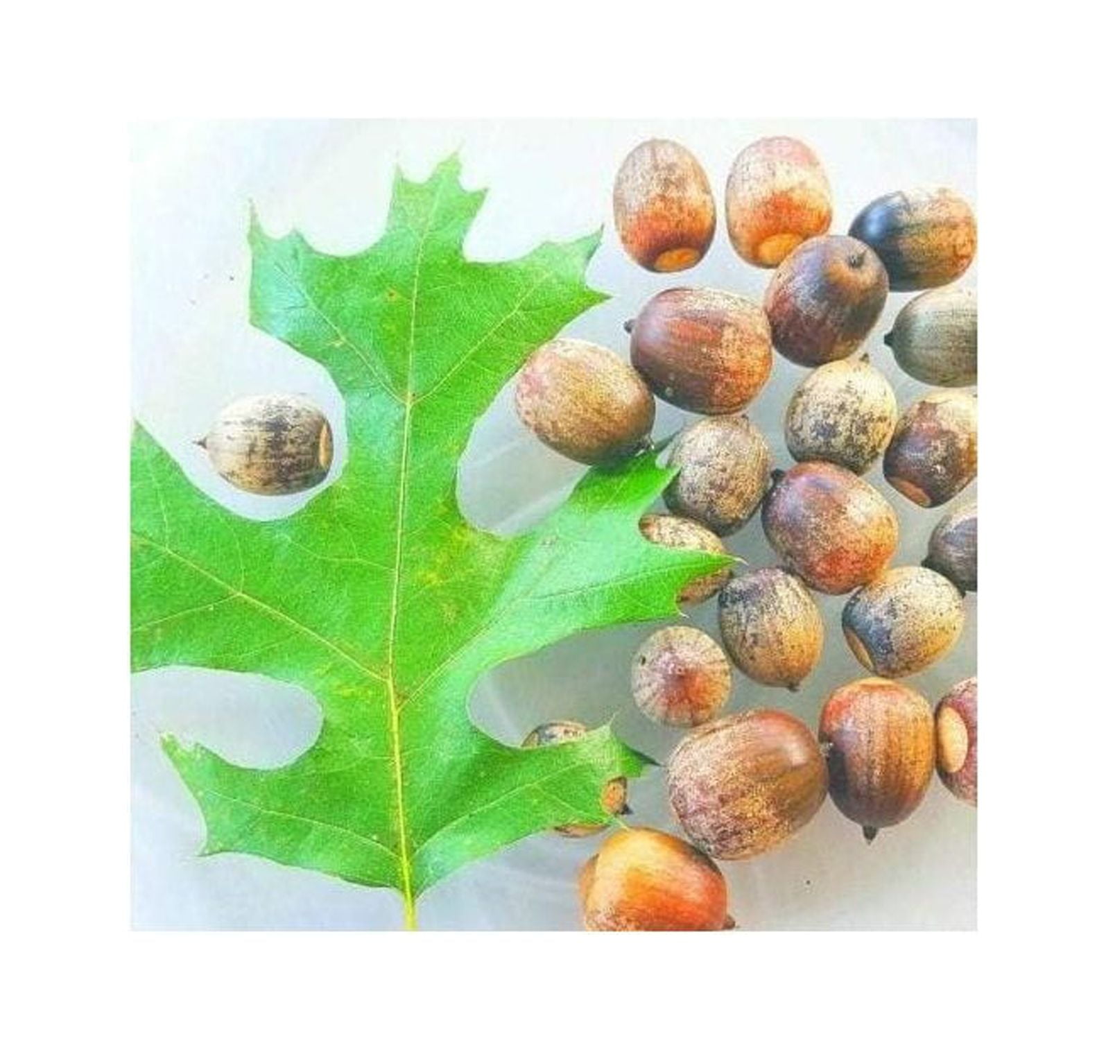 10 Pin Oak Tree Seeds Acorns A Red Oak Family