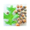 10 Pin Oak Tree Seeds Acorns A Red Oak Family