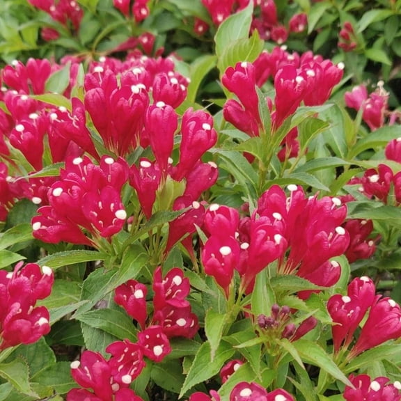 Ruby Red Weigela Live Plant, Dormant Tree, Weigela Tree for Outdoor Growing