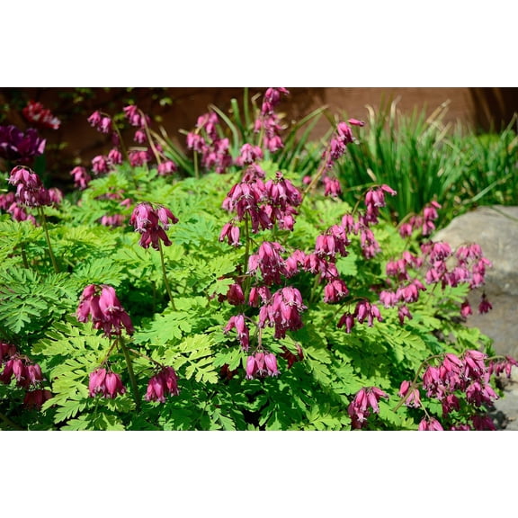 10 Pink FRINGED Fern Leaf BLEEDING HEART Dicentra Eximia Fernleaf Sun or Shade Flower Seeds