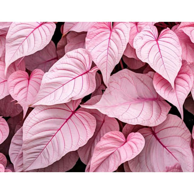10 Pinky Swear Caladium Bulbs for Planting Perennial Hosta, Elephant