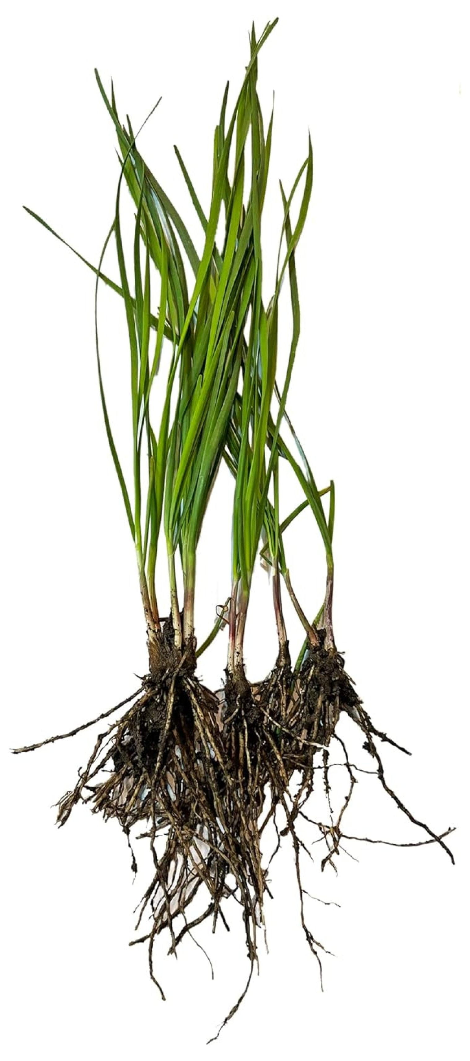 10 Plants Organics Garlic Chives Live Plant Bare Roots Hardy Perennial