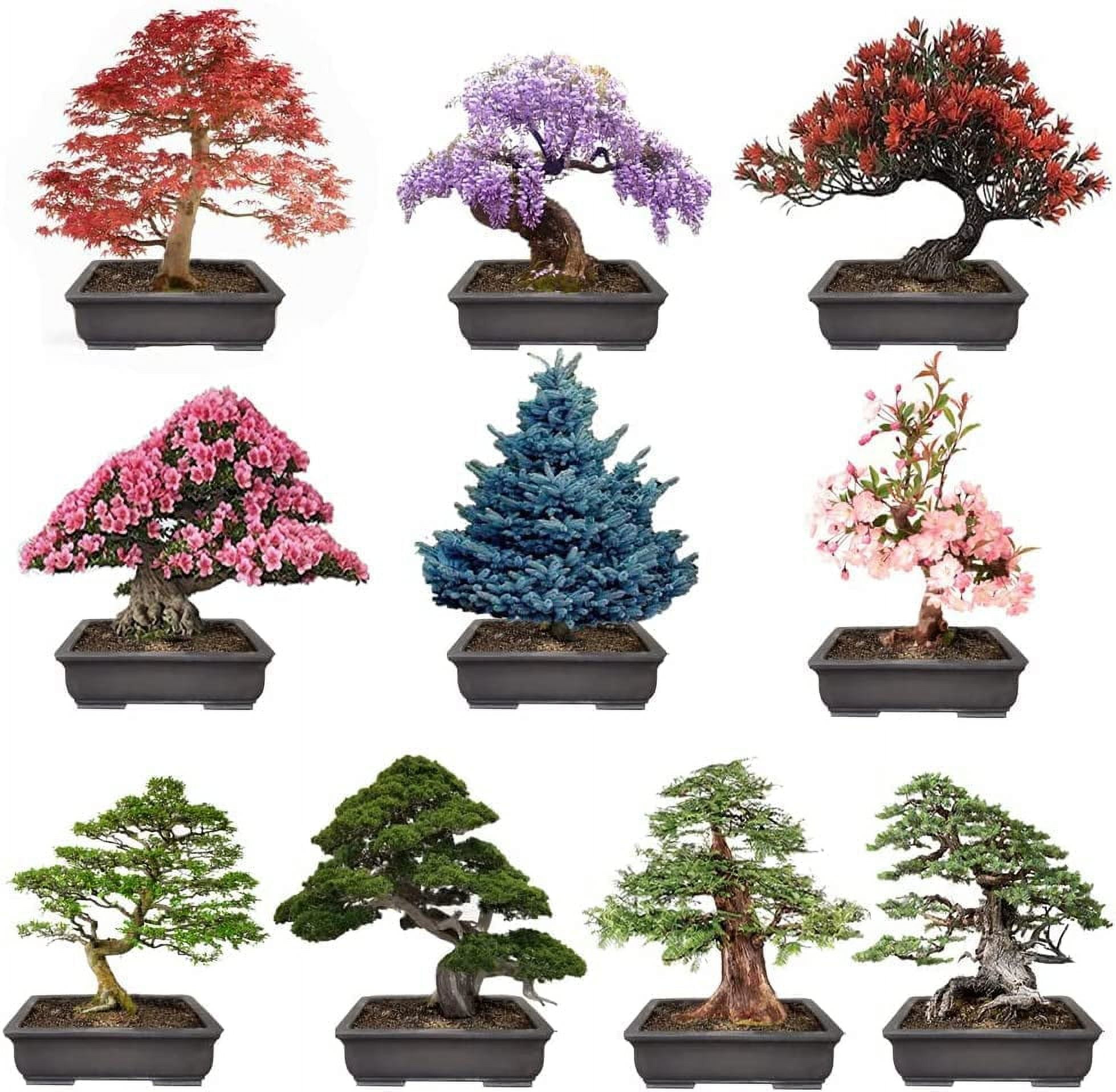 Shop Bonsai Seeds for Creative Gardening and Unique Miniature Trees