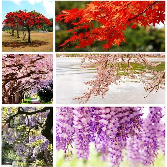 10 Popular Varieties of Non GMO Heirloom Bonsai Seeds Red Maple, elm Tree, Blue Spruce, Black Spruce, Black Pine, Wisteria, Sakura, Flame Tree, Bauhinia, Dawn Redwood