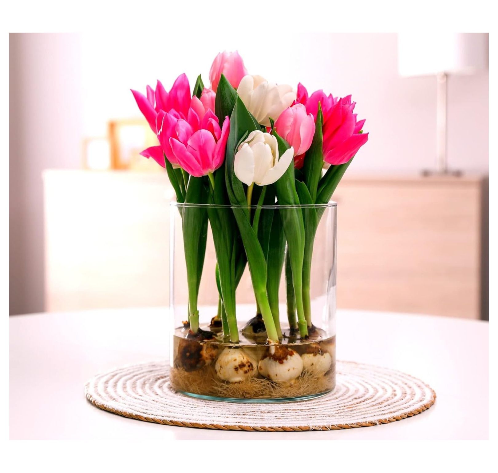 10 Pre Chilled Bulbs for Forcing Grow Indoors in Just Water Mixed