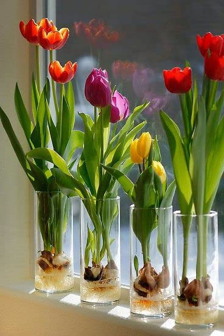 10 PreChilled Tulip Bulbs for Forcing Grow Indoors in Just Water