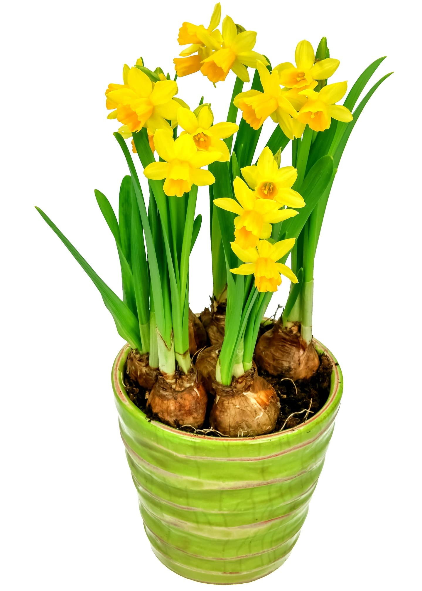 10 Prechilled Yellow Daffodil Bulbs Narcissus Large Giant Bulbs
