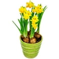 10 Prechilled Yellow Daffodil Bulbs Narcissus Large Giant Bulbs