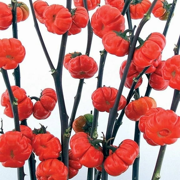10 Pumpkin on a Stick Seeds for Planting - Exotic Eggplant
