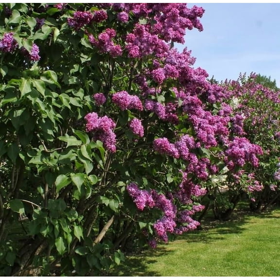 10 Purple Lilac Seedlings for Planting - Common Lilac, Fragrant and Beautiful Flowers - Syringa vulgaris