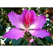 OuriquesFarm 10 Purple Orchid Tree Seeds 10 Pack, High Germination Rate Seeds and Purple Flowers