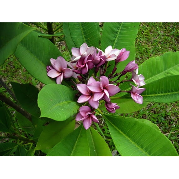 10 Purple Plumeria Seeds  Fragrant Frangipani Tropical Flower Tree  Perennial Plant for Garden or Containers