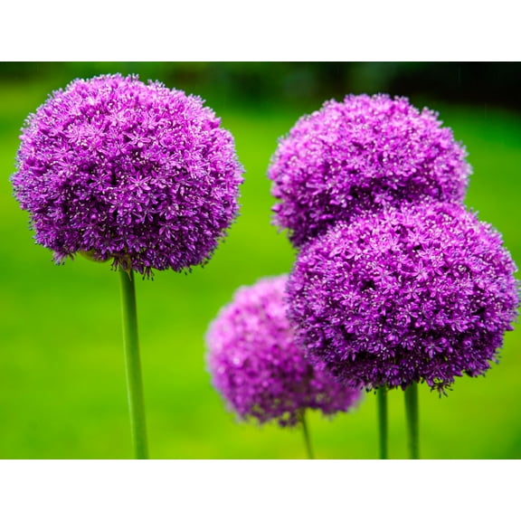 10 Purple Rain Allium Bulbs to Grow - Deer Resistant - Attractive Round Flower Blooms