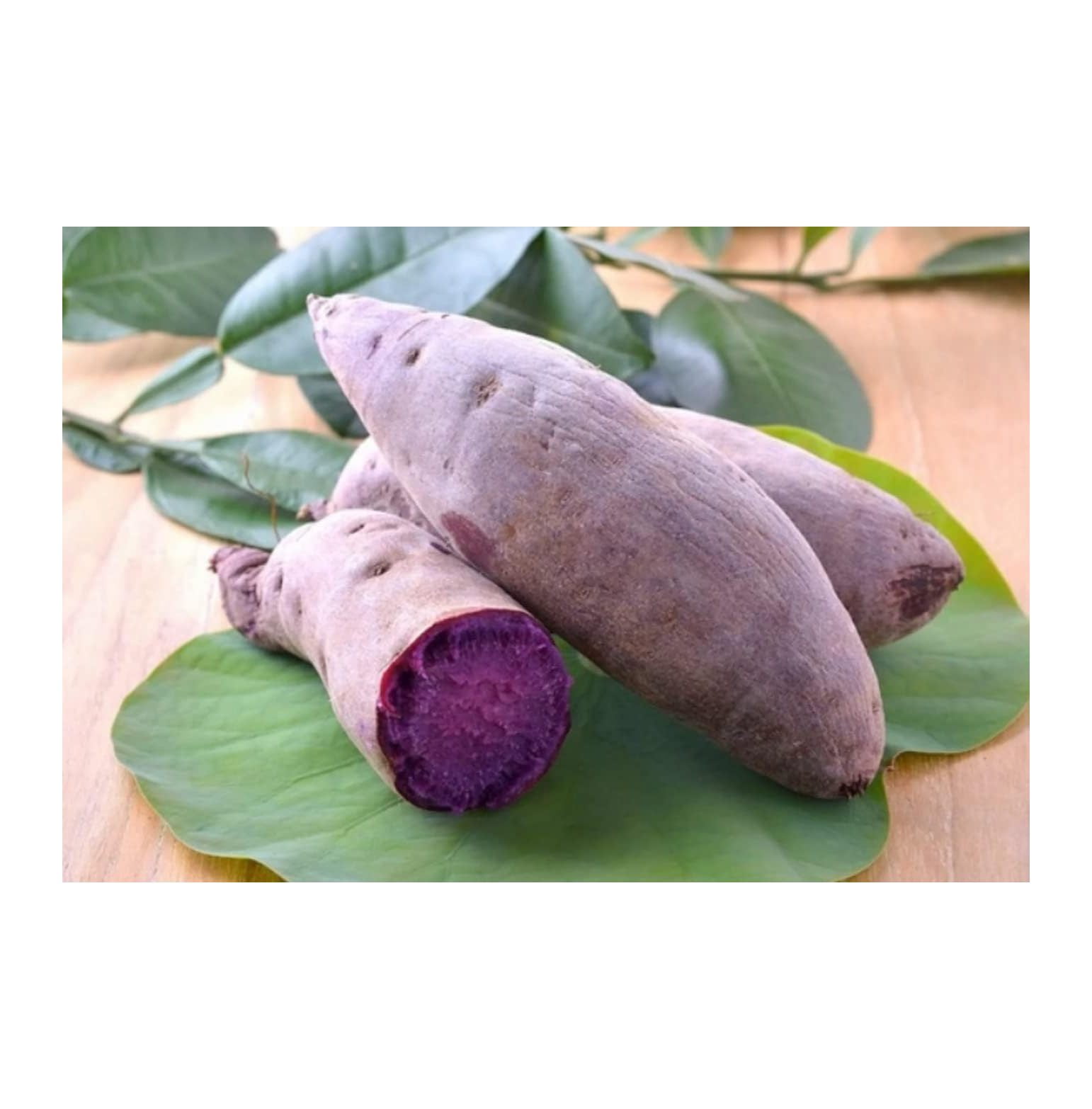 10 Purple Sweet Potato Slips for Planting Outdoors Cuttings Sweet