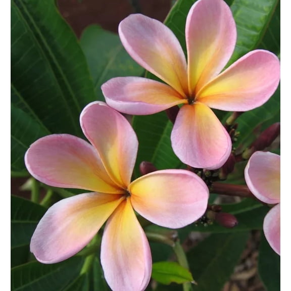 10 Purple Yellow Plumeria Seeds  Fragrant Frangipani Tropical Flower Tree  Perennial Plant for Garden or Containers