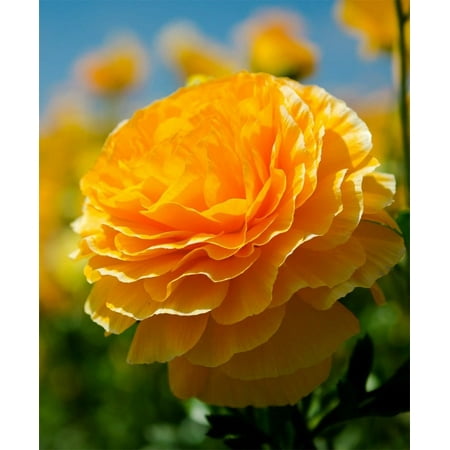 10 RANUNCULUS ORANGE SHADES BULBS