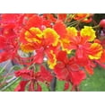 thumbnail image 1 of 10 RED BIRD Of PARADISE Caesalpinia Pulcherrima aka Pride of Barbados, Dwarf Poinciana, Peacock Flower Seeds, 1 of 10