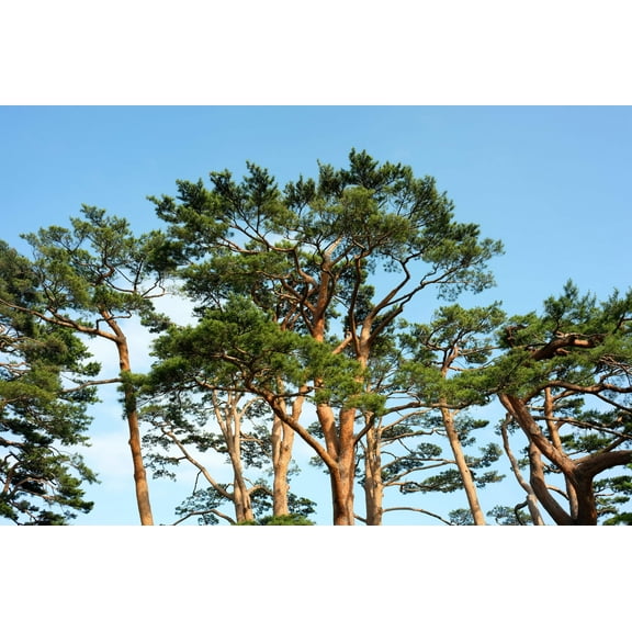 10 RED Japanese PINE TREE Korean Pinus Densiflora Evergreen Seeds